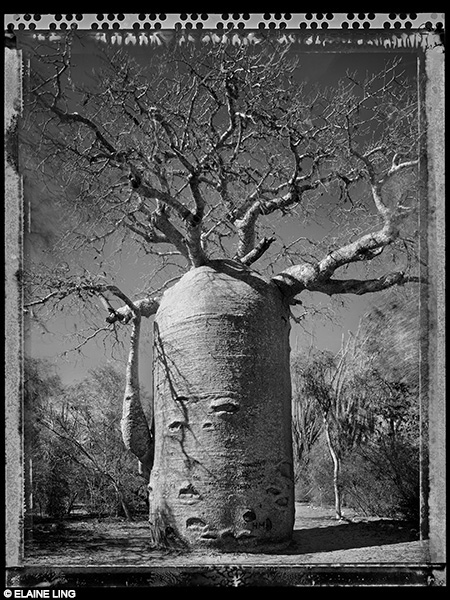 Elaine Ling. Baobab, tree of generation