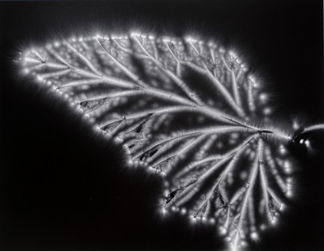 Walter Chappell Begonia Leaf, 1974 Gelatin silver print