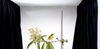 uccello giallo rimini foto settembre
