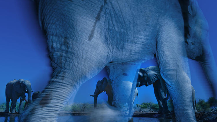 Essence of elephants © Greg du Toit/ Wildlife Photographer of the Year/ Natural History Museum and BBC