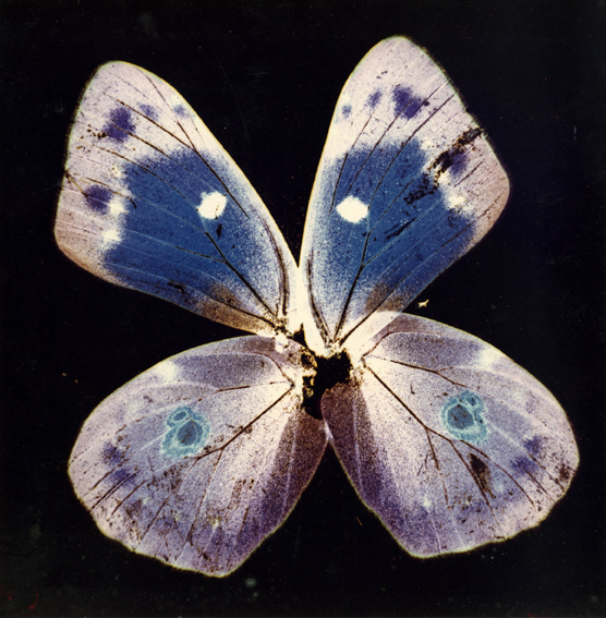 Nino Migliori, da Herbarium, 1974, C-print Vintage 02