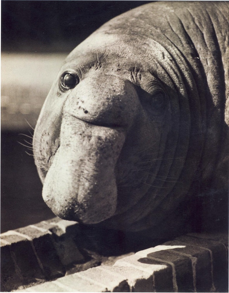 Friedrich Seidenstücker, Untitled (Roland, the Elephant Seal), ca. 1935, silver gelatin print. © Friedrich Seidenstücker, by SIAE 2014. Courtesy Museum der Moderne Salzburg