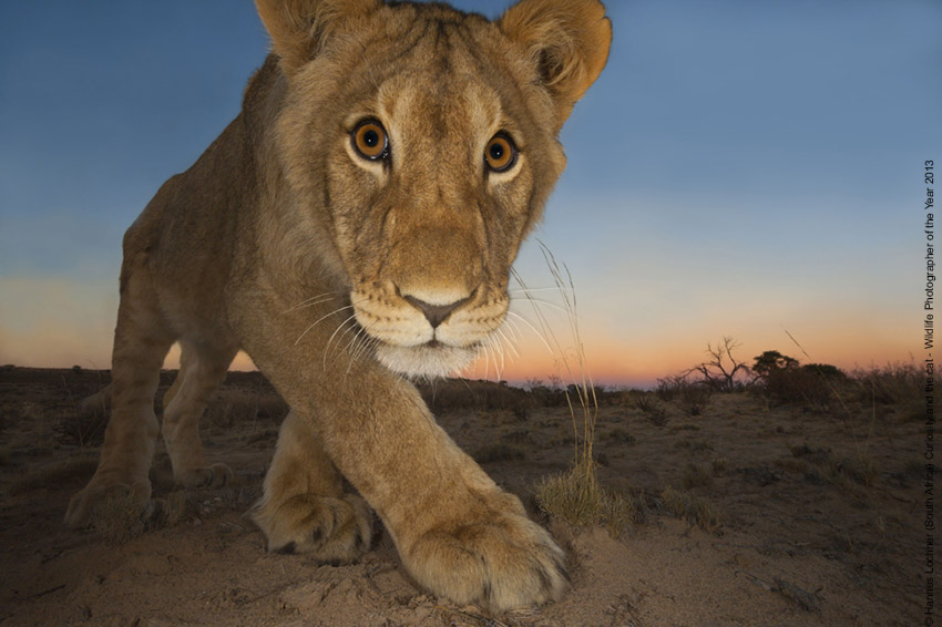 © Hannes Lochner (South Africa) Curiosity and the cat Wildlife Photographer of the Year 2013 Animal Portraits / Ritratti di animali Joint Runner up