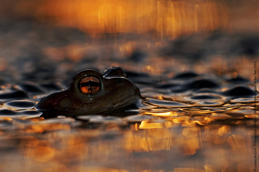 © Lukasz Bozycki (Poland) Eye of a toad Wildlife Photographer of the Year 2013 Animal Portraits / Ritratti di animali Commended