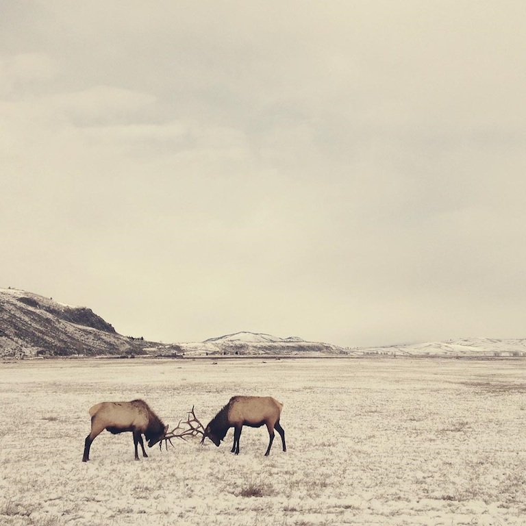 LANDSCAPES 1st PLACE, SPARRING ELK IN WYOMING by Stephanie Baker