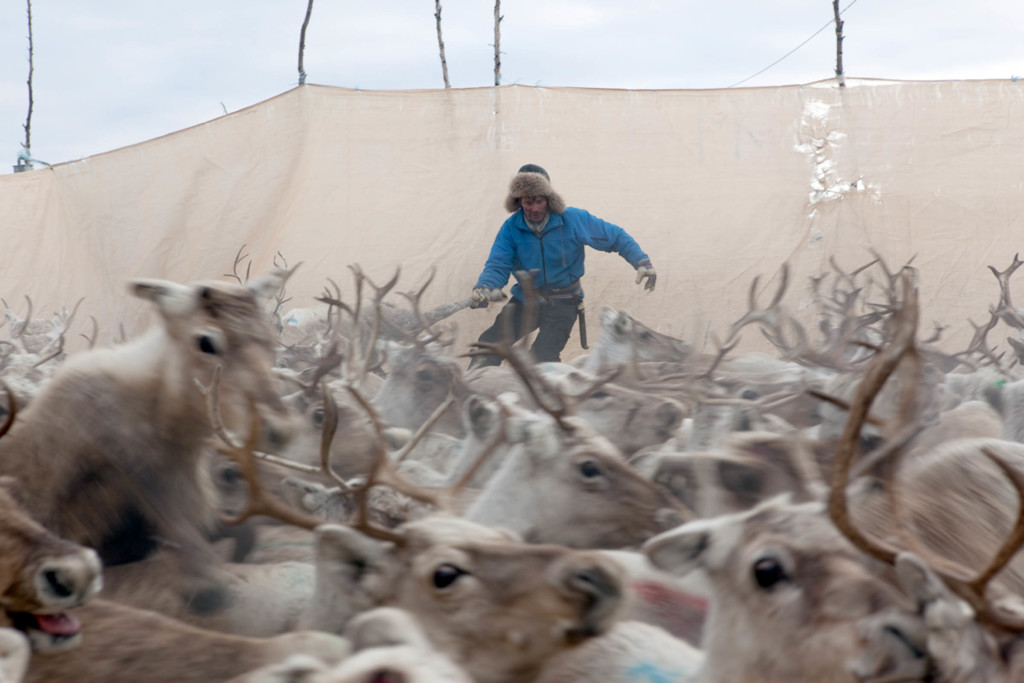 Mathis Gaup wades into the herd of pounding reindeer to separate the pregnant cows—the ones that still have antlers—from the rest, briefly grasping one reindeer by her leg to guide her outside the stockade. In 2011 only 50 percent of the females bore calves in the Gaup family's herds in Norway, down from the usual 80 percent. But herders take bad years in stride. "Nature controls the size of the herd," says Mathis's brother, Nils Peder.