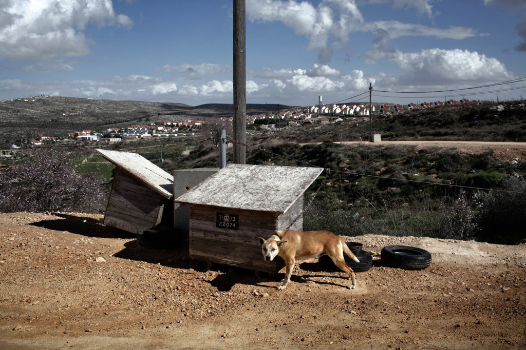 Colonia di Shvut Rachel, West Bank, 2013. Uno delle decine di cani posti a guardia del perimetro esterno della colonia. Il sistema che lega gli animali uno all'altro a staffetta impedisce qualsiasi passaggio inosservato. La maggior parte delle colonie sono circondante da barriere fisiche di diverso tipo (mura, barriere elettrificate, telecamere) il cui scopo è prevenire l'ingresso dei palestinesi alle colonie così come alle terre limitrofe.