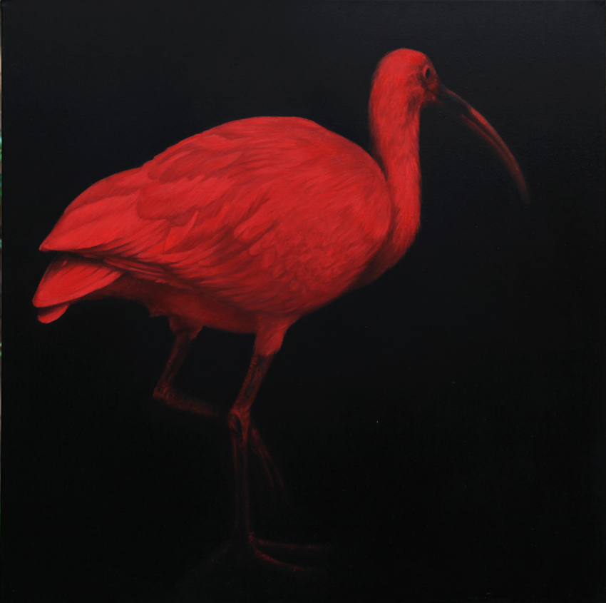 Stefano Zagaglia, Red plumage, olio su tela, 50x50 cm-1