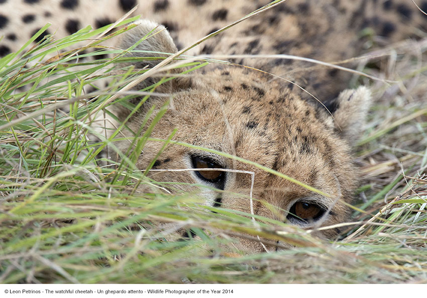 © Leon Petrinos (Grecia) The watchful cheetah - Un ghepardo attento Wildlife Photographer of the Year 2014 Categoria fino a 10 anni Finalista