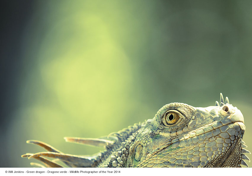 © Will Jenkins (Regno Unito) Green dragon - Dragone verde Wildlife Photographer of the Year 2014 Categoria 15 – 17 anni Finalista