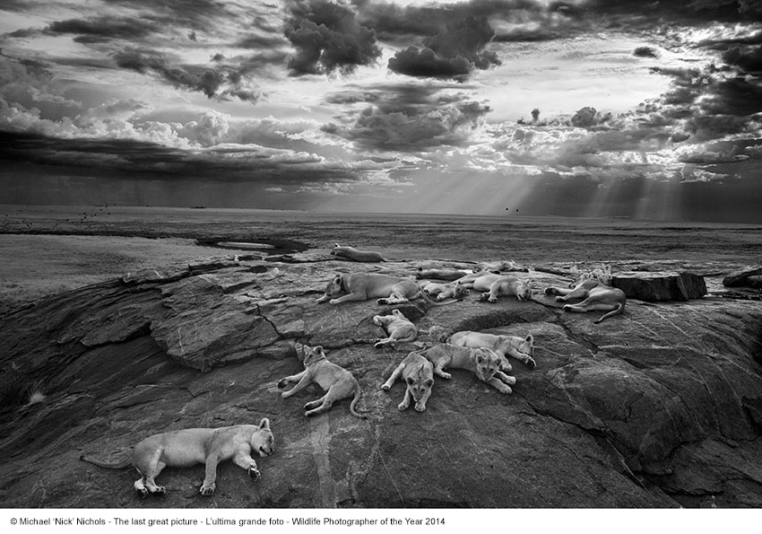 © Michael ‘Nick’ Nichols (Stati Uniti) The last great picture - L’ultima grande foto Wildlife Photographer of the Year 2014 Categoria Bianco e Nero Vincitore Premio Wildlife Photographer of the Year NGM Aug 2013: The Vumbis rest on a kopje, or rocky outcrop, near a favorite water hole. Lions use kopjes as havens and outlooks on the plains. When the rains bring green grass, wildebeests arrive in vast herds. SPI: The Vumbis rest on a rocky outcrop near a favorite water hole. Field caption: Serengeti National Park Tanzania. Vumbi a plains pride and part of the Serengeti Lion Project. The Vumbi Pride consists of 5 adult females now 8 cubs born in April 2011. During the rains this unnamed kopje (rock outcropping) has a waterhole that brings prey for the Vumbi pride. On this afternoon they rested closely together after all five females attacked Hildur, the second male in the resident coalition.