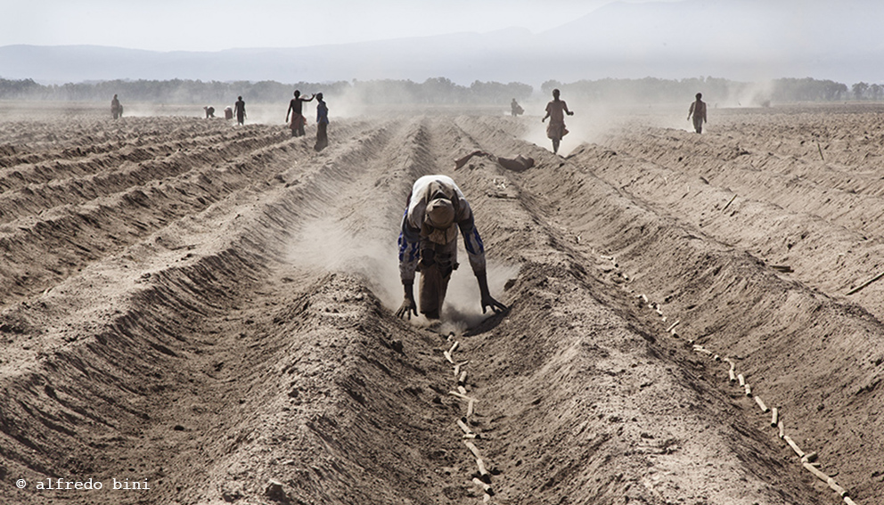 Ethiopia, Awash, near Amibara and the Aledeghi natural reserve. The planting of sugar cane cuttings. This area is included in the government-owned Metahara Sugar Factory's 20 thousand hectare expansion plan, aimed at boosting sugar and biofuel production.