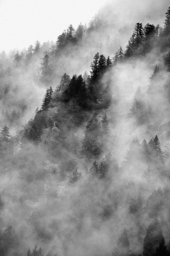 Paolo Bongianino, Nebbia sui pini #1, 2012