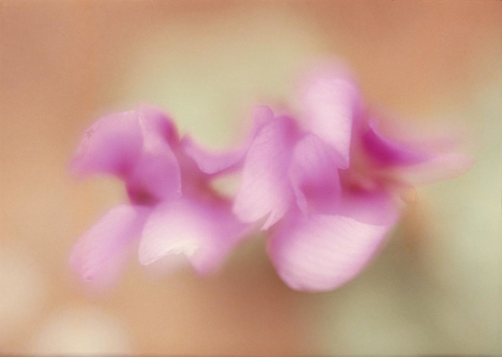 © Ernst Haas, Motion Flower, 1971