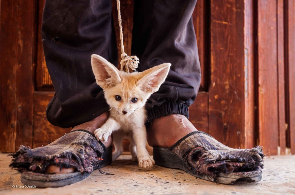 © Bruno D’Amicis (Italia) The price they pay - Il prezzo che pagano Wildlife Photographer of the Year 2014 Categoria Il Mondo nelle nostre mani Vincitore