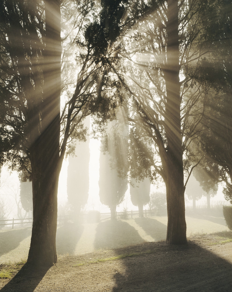 Joel Meyerowitz, Cipressi, mattina presto. Toscana, 2002 © Joel Meyerowitz - Courtesy of Howard Greenberg Gallery