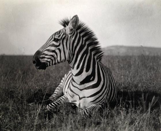 Carl E. Akeley Kenya | 1910 ca Per l’epoca, questa ripresa ravvicinata di una zebra di Burchell che riposa nelle pianure di Athi era straordinariamente dettagliata