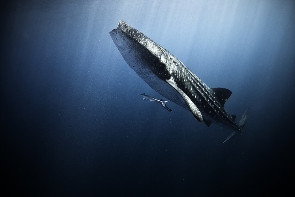 Underwater portfolio.  Jorge Cervera Hauser