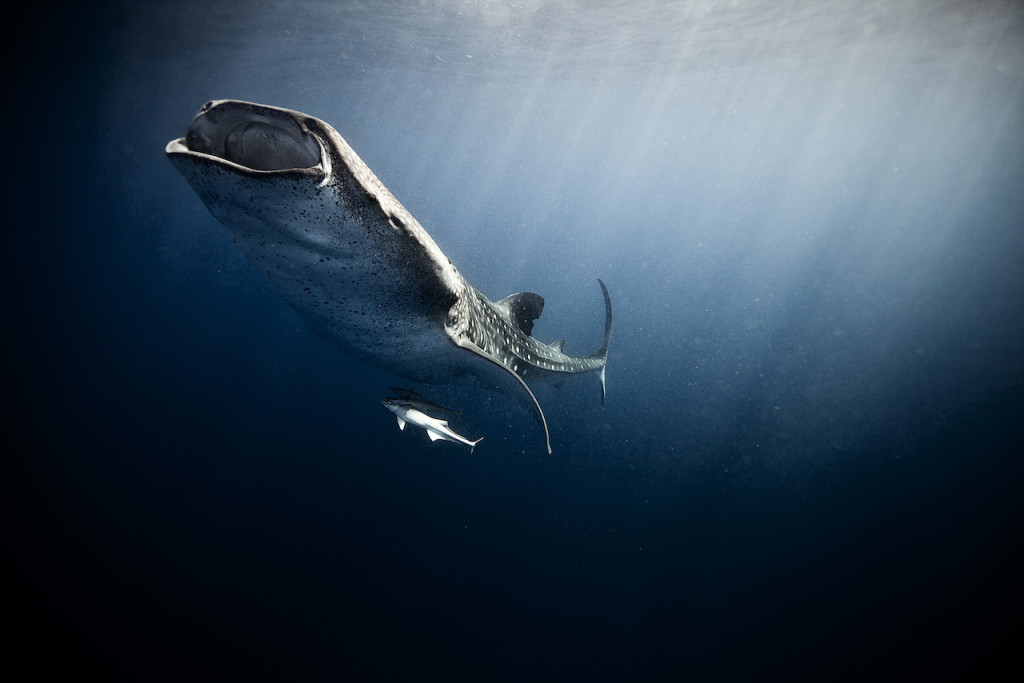 Underwater portfolio.  Jorge Cervera Hauser