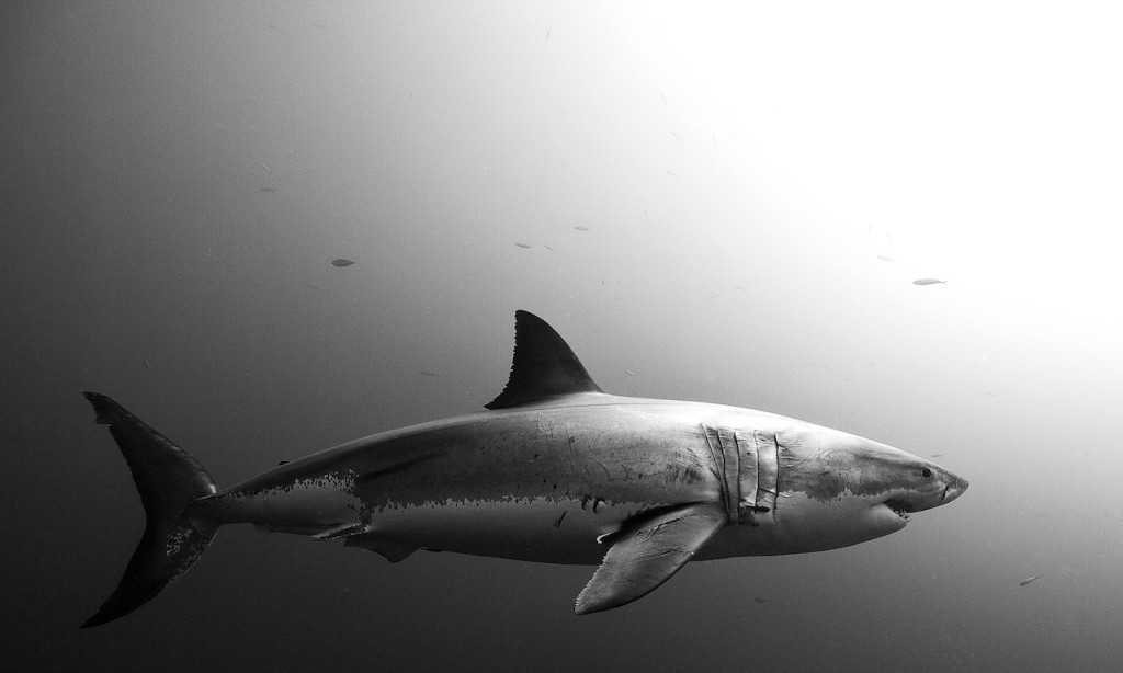 Underwater portfolio.  Jorge Cervera Hauser