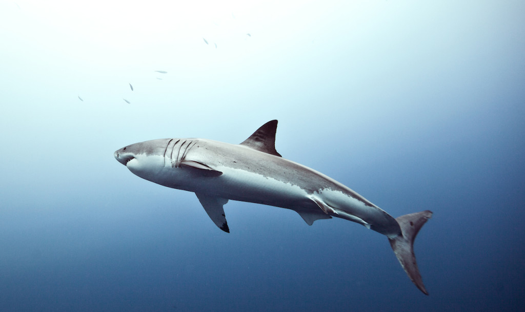 Underwater portfolio.  Jorge Cervera Hauser