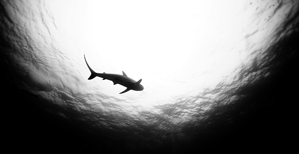 Underwater portfolio.  Jorge Cervera Hauser