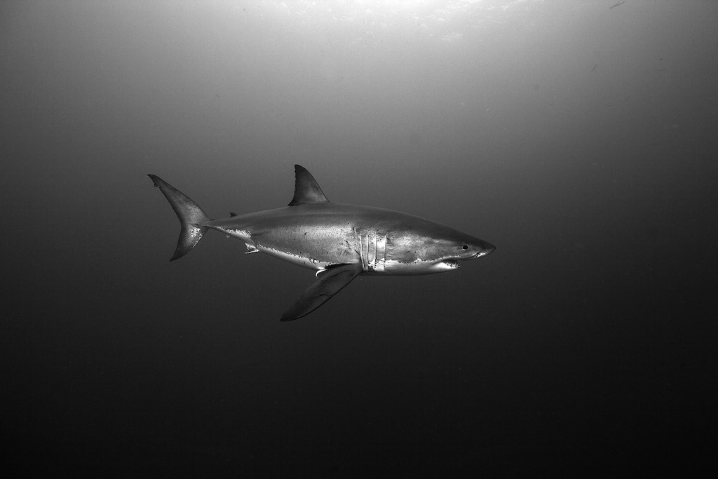 Underwater portfolio.  Jorge Cervera Hauser