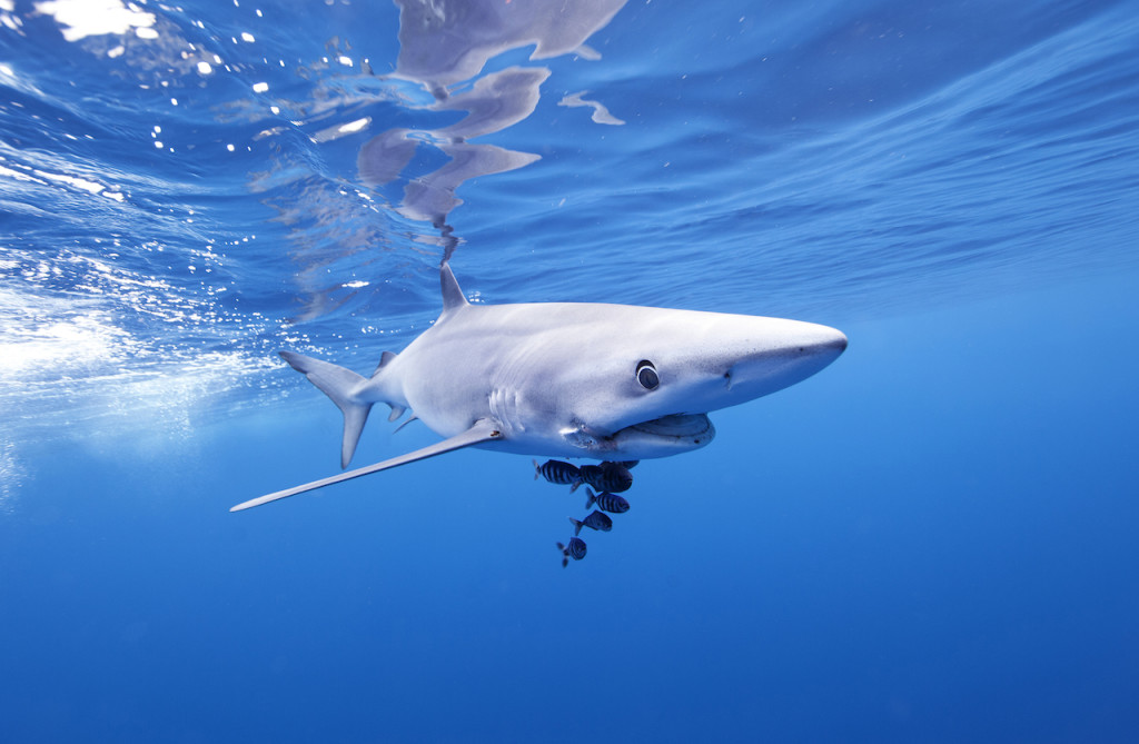 Underwater portfolio.  Jorge Cervera Hauser