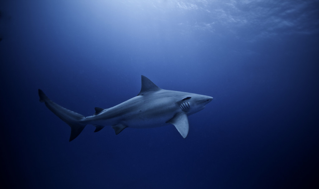 Underwater portfolio.  Jorge Cervera Hauser