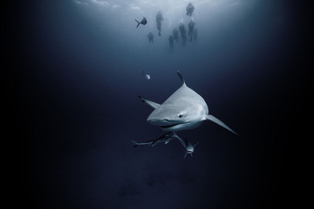 Underwater portfolio.  Jorge Cervera Hauser