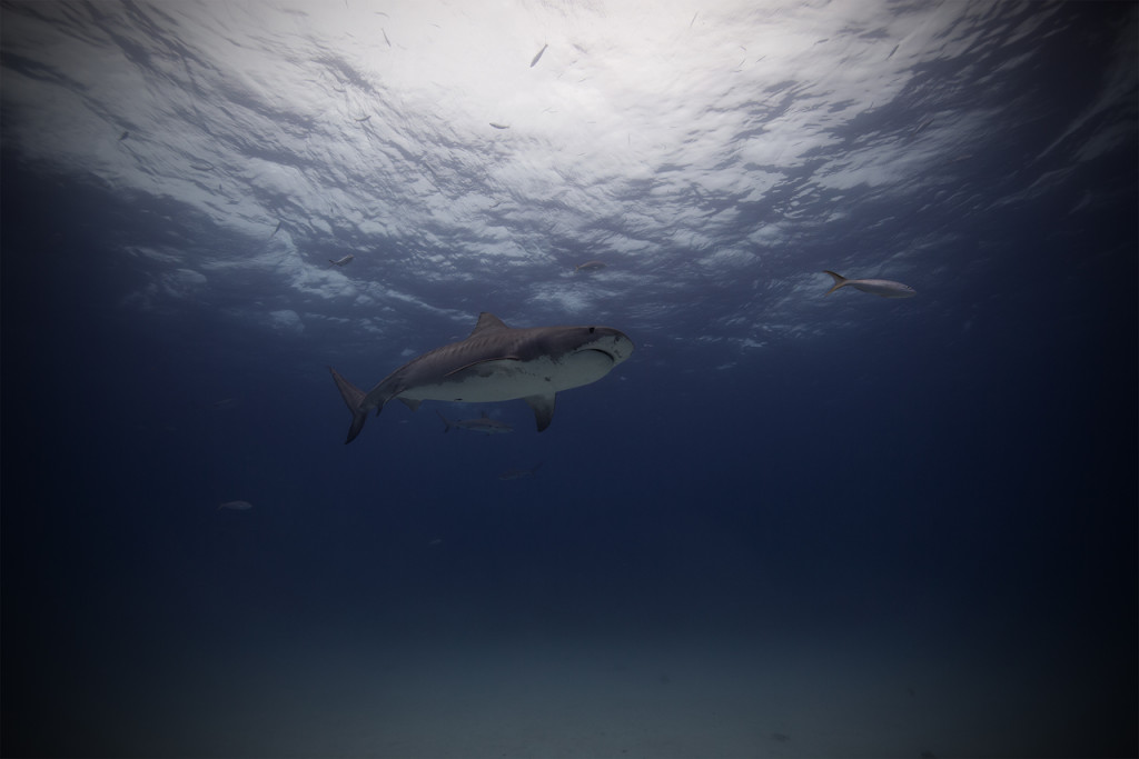 Underwater portfolio.  Jorge Cervera Hauser