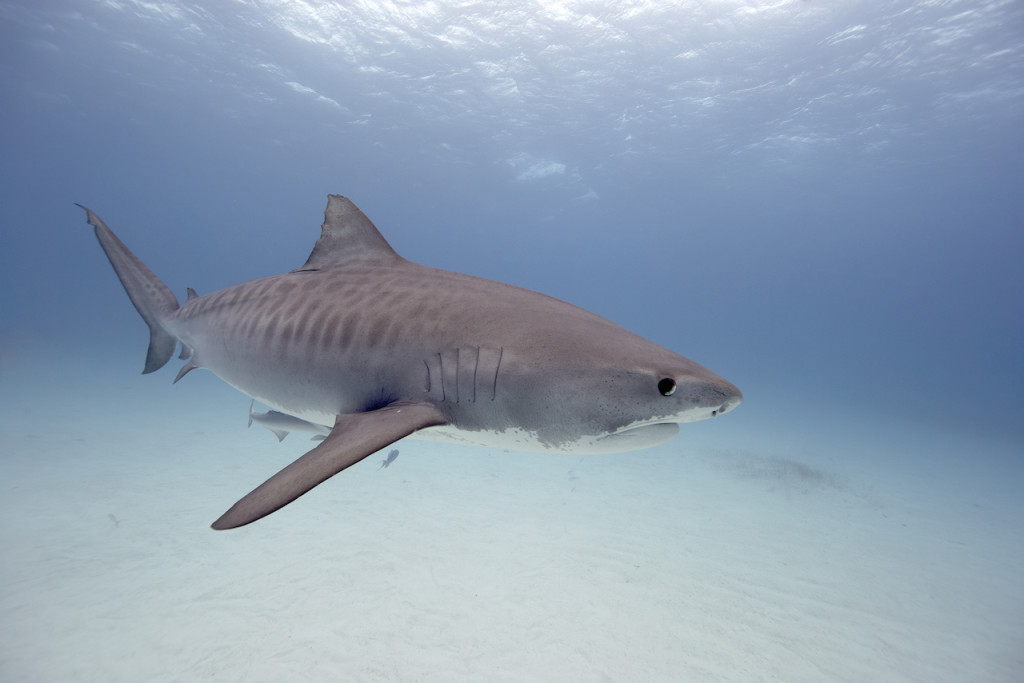 Underwater portfolio.  Jorge Cervera Hauser