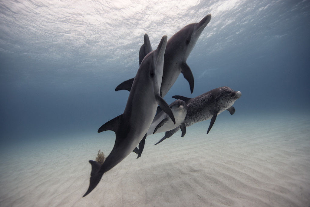 Underwater portfolio.  Jorge Cervera Hauser