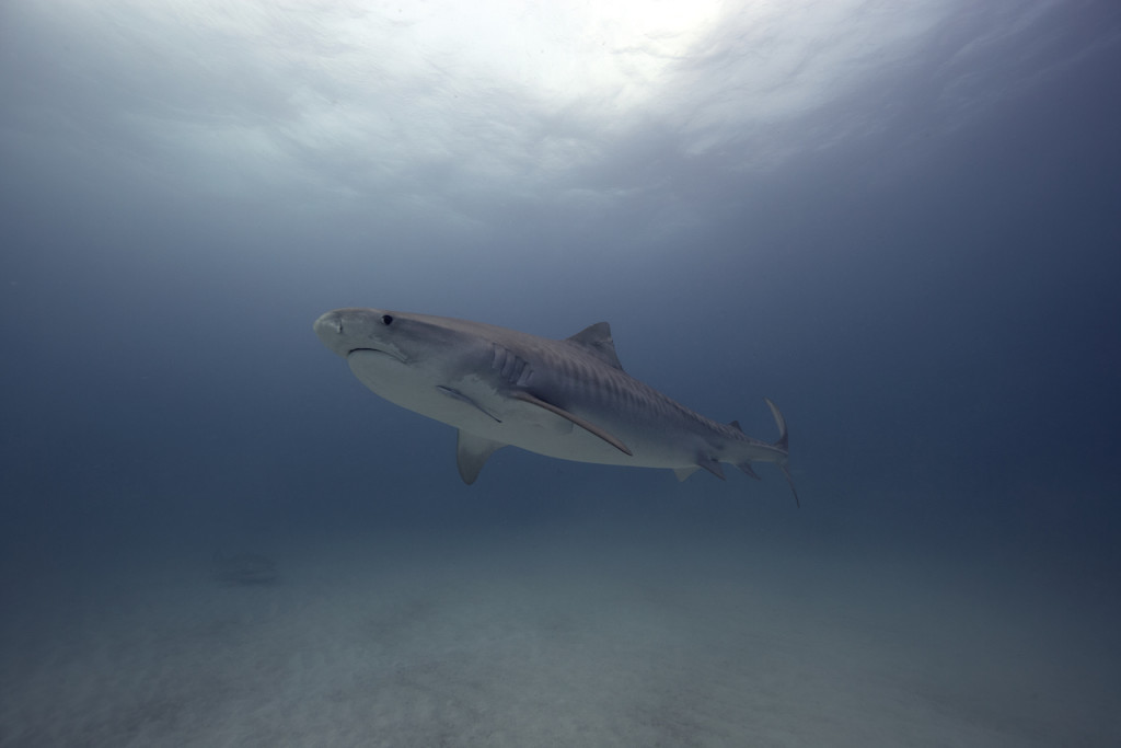 Underwater portfolio.  Jorge Cervera Hauser