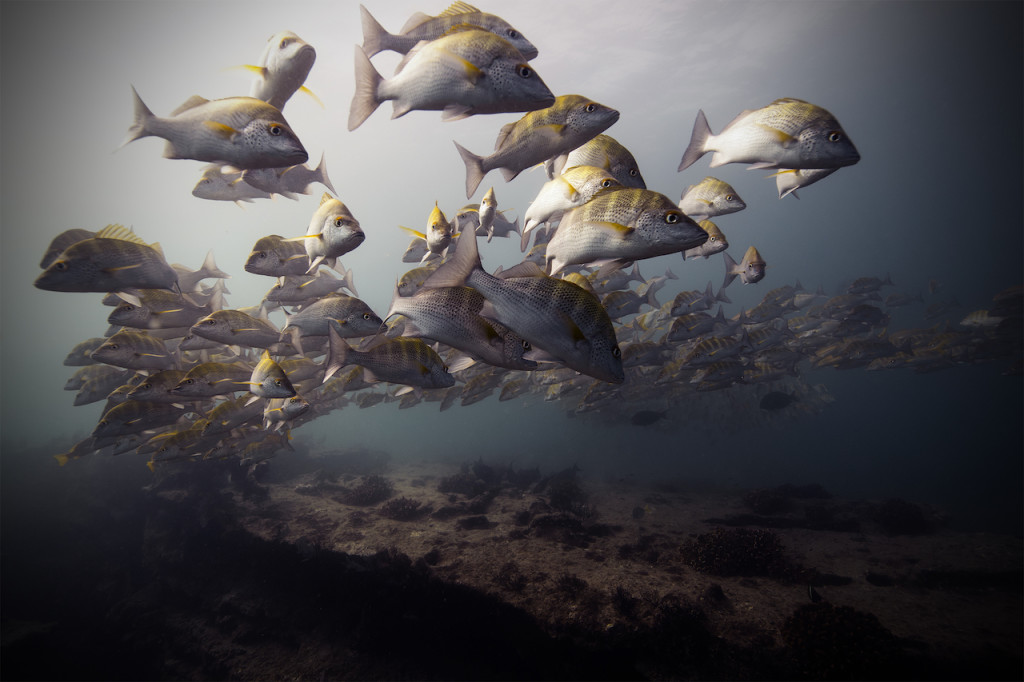 Underwater portfolio.  Jorge Cervera Hauser