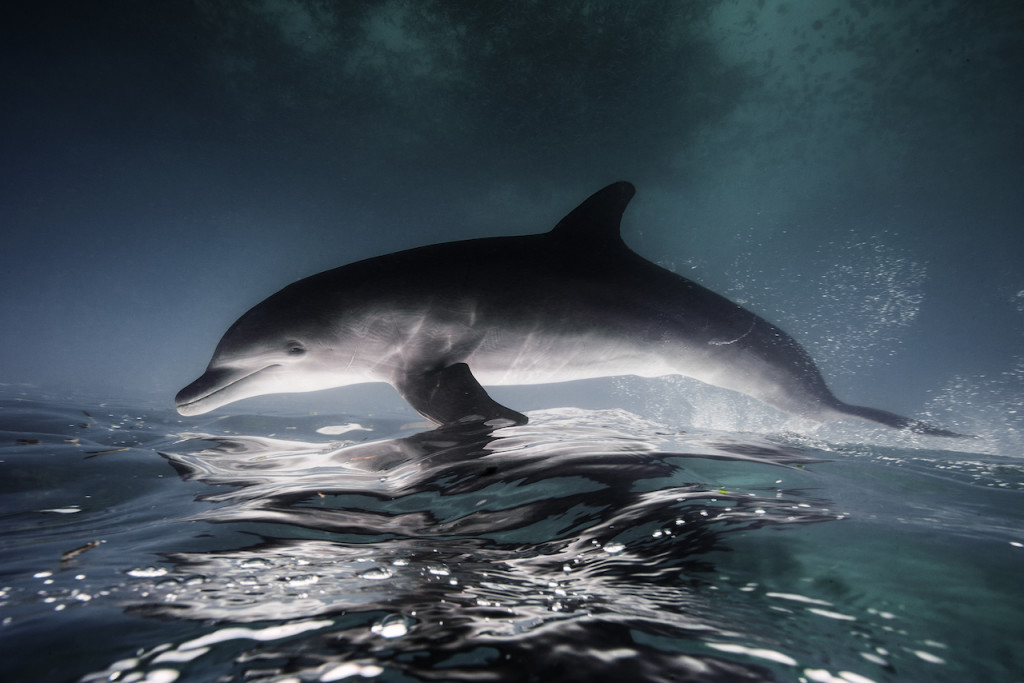 Underwater portfolio.  Jorge Cervera Hauser