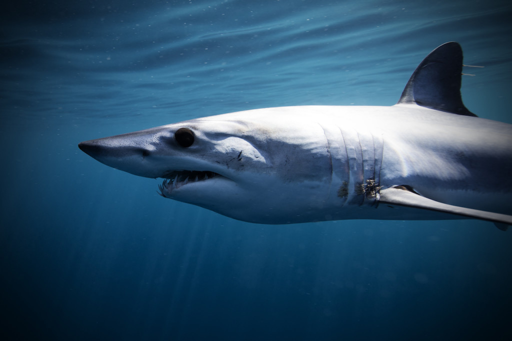 Underwater portfolio.  Jorge Cervera Hauser