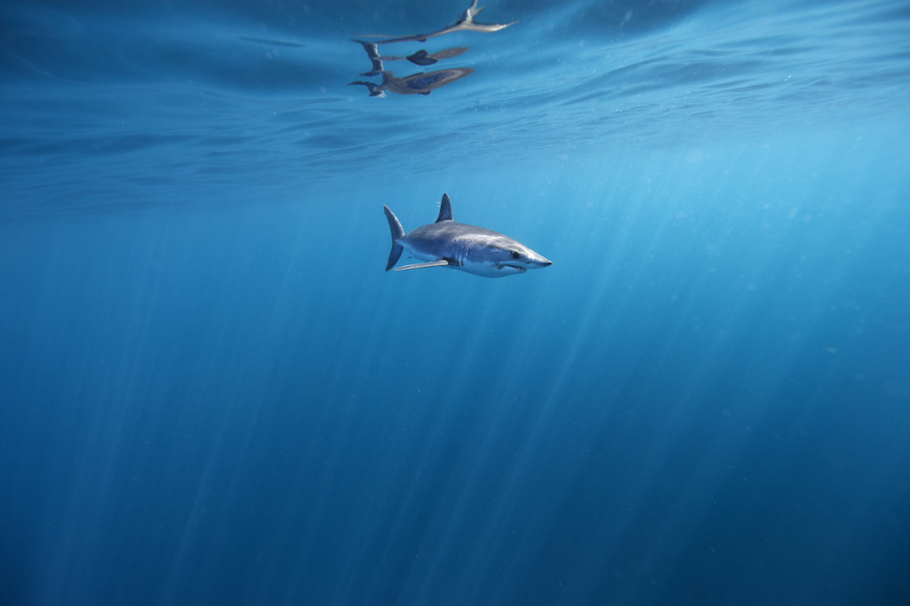 Underwater portfolio.  Jorge Cervera Hauser