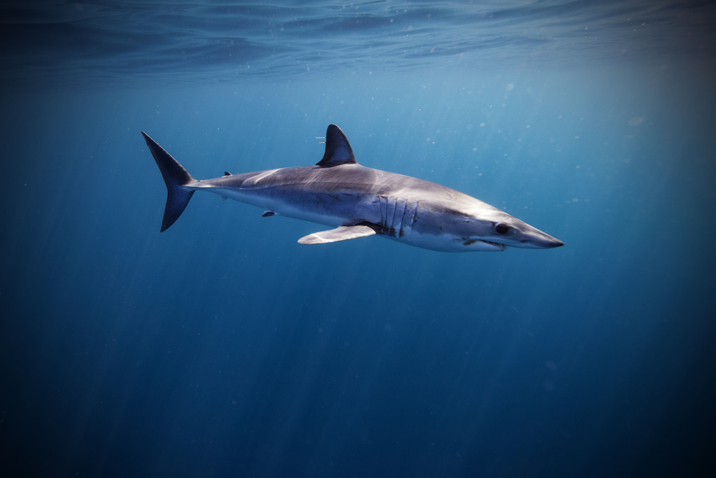 Underwater portfolio.  Jorge Cervera Hauser