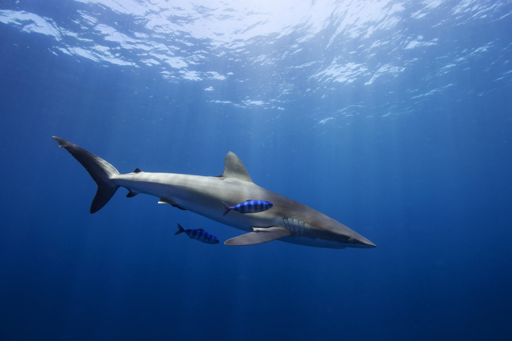 Underwater portfolio.  Jorge Cervera Hauser