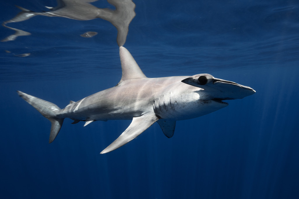 Underwater portfolio.  Jorge Cervera Hauser