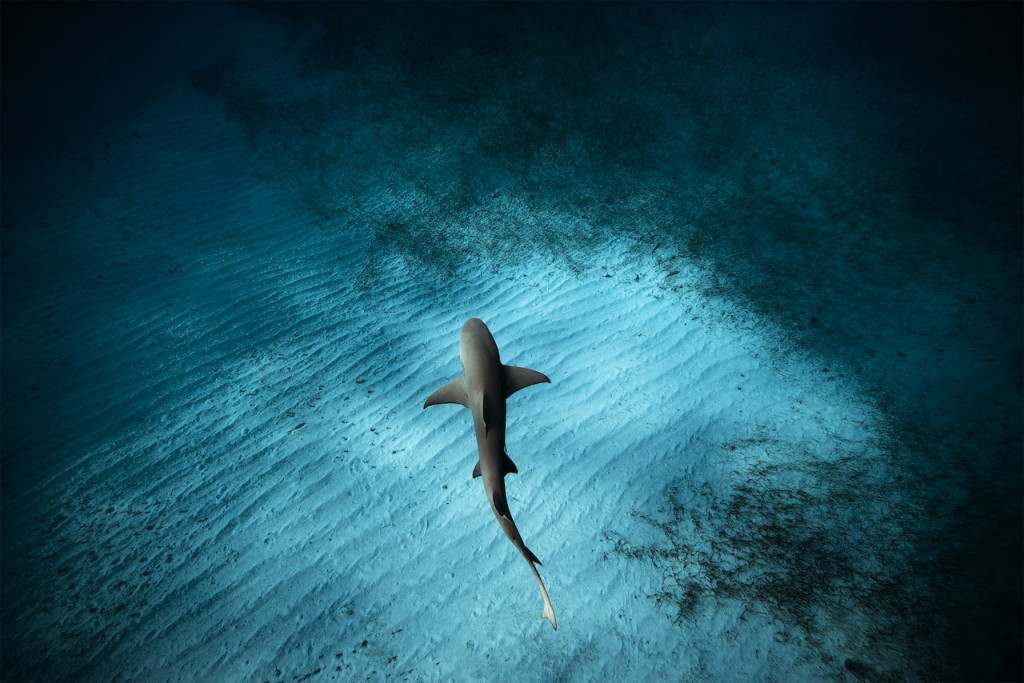 Underwater portfolio.  Jorge Cervera Hauser