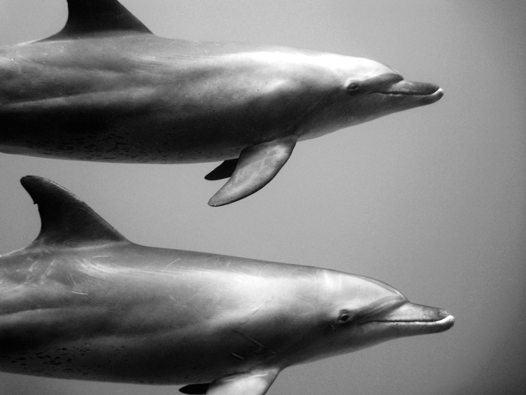 Underwater portfolio.  Jorge Cervera Hauser