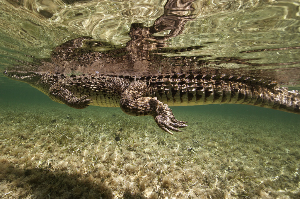 Underwater portfolio.  Jorge Cervera Hauser