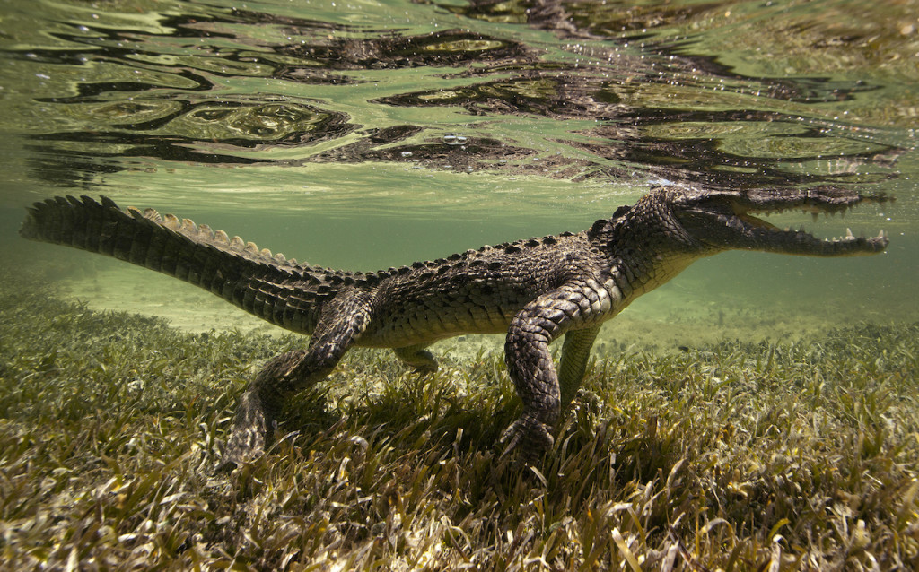 Underwater portfolio.  Jorge Cervera Hauser