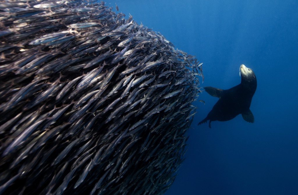 Underwater portfolio.  Jorge Cervera Hauser