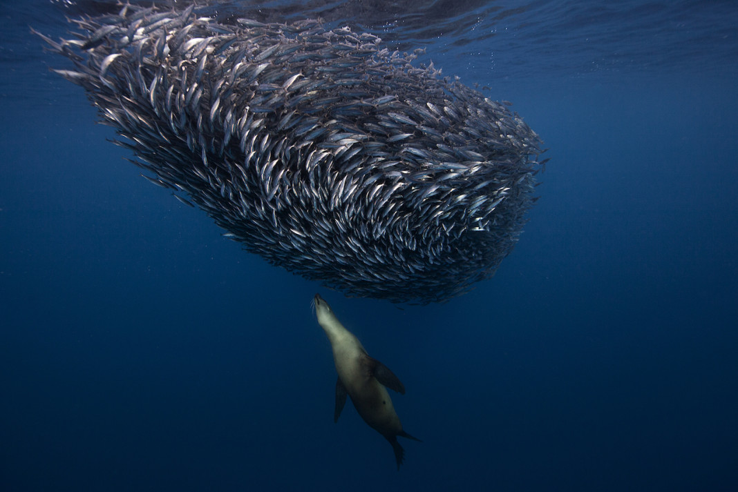 Le creature marine di Jorge Cervera Hauser