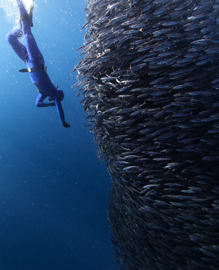 Underwater portfolio.  Jorge Cervera Hauser