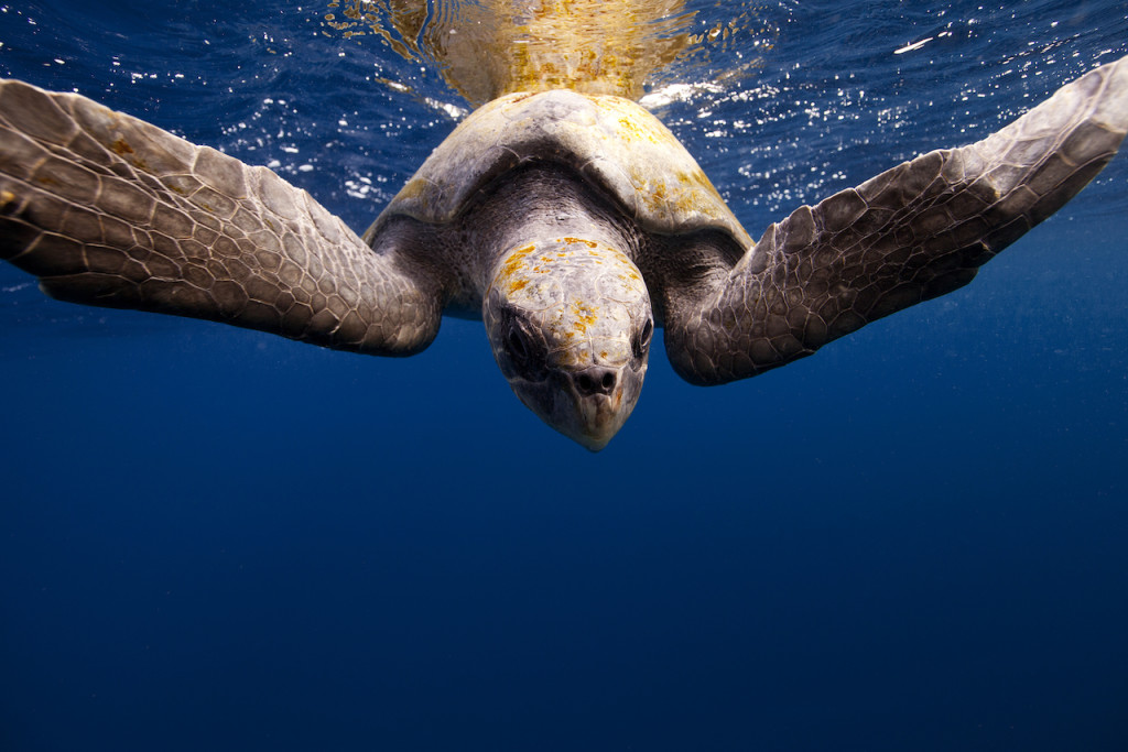 Underwater portfolio.  Jorge Cervera Hauser