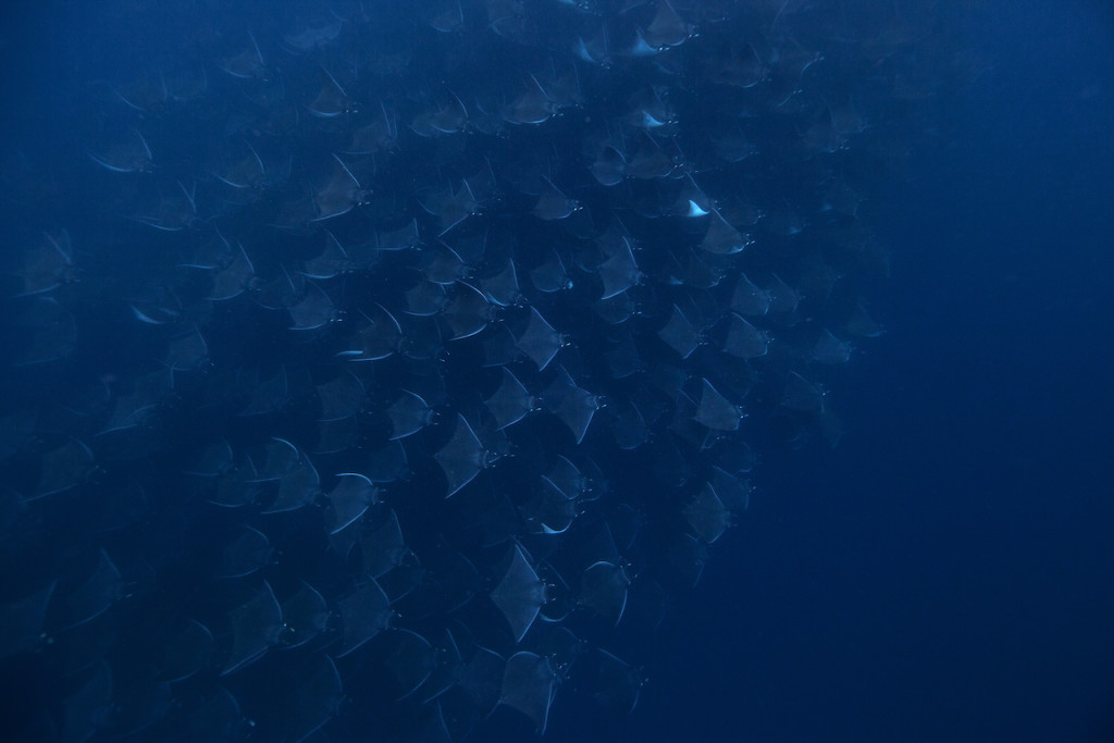 Underwater portfolio.  Jorge Cervera Hauser